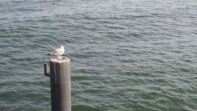 M&ouml;we Seebad Binz R&uuml;gen