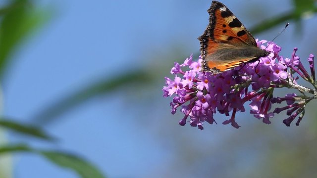 Butterfly Small tortoiseshell on flower