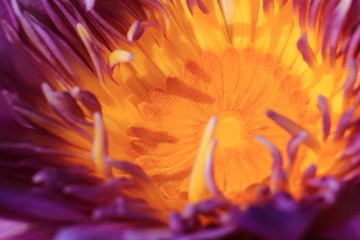 macro purple water lily pollen