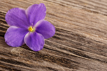 violet flowers on wooden background