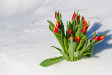 Tulips in the snow