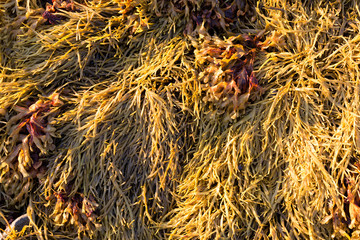 Close view of rockweed at low tide in Maine