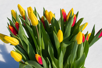 Tulips in the snow