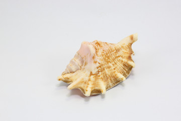 Sea Shell on white background