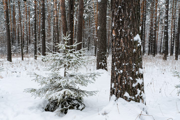 Fir and pine under snow