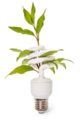 Energy saving light bulb and plant on white background, green energy concept