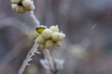 Hoarfrost on the bushes and berries of snowberry