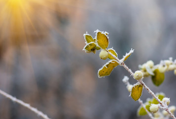 Hoarfrost on the bushes and berries of snowberry