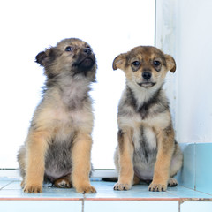 Fototapeta na wymiar two little puppies