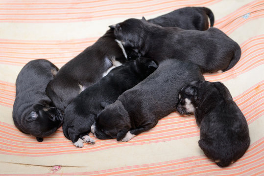 newborn little black puppies