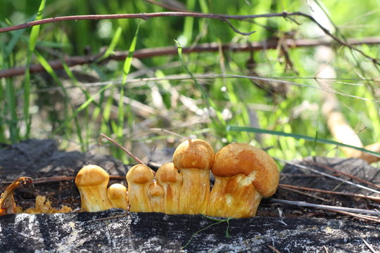 Chiodini