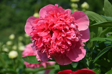 Pink blooming peony flower