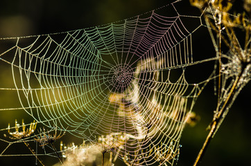 Drops of dew on a web shined by morning light
