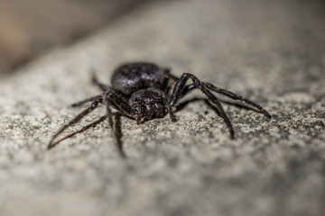 Araignée noire Amaurobius Ferox