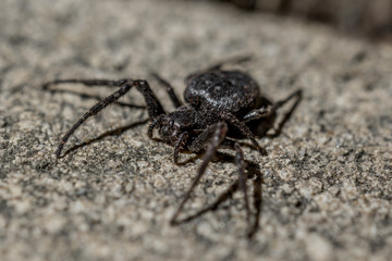 Araignée noire Amaurobius Ferox