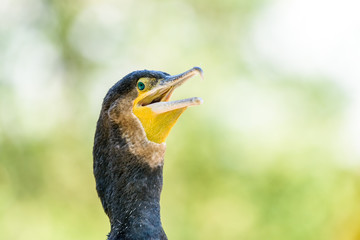 Fototapeta premium Black Cormorant Sea Bird Portrait