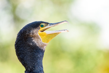 Black Cormorant Sea Bird Portrait