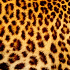 Fototapete Panther Echte Jaguarhaut