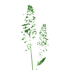 Watercolor drawing wild flowers