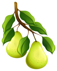 Fresh pears on branch
