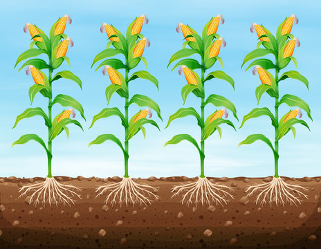 Corn planting on the ground