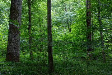 Fototapeta na wymiar Natural deciduous stand of Bialowieza Forest