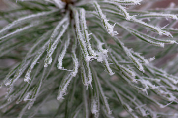 hoarfrost snow on pine, spruce