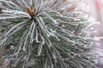hoarfrost snow on pine, spruce