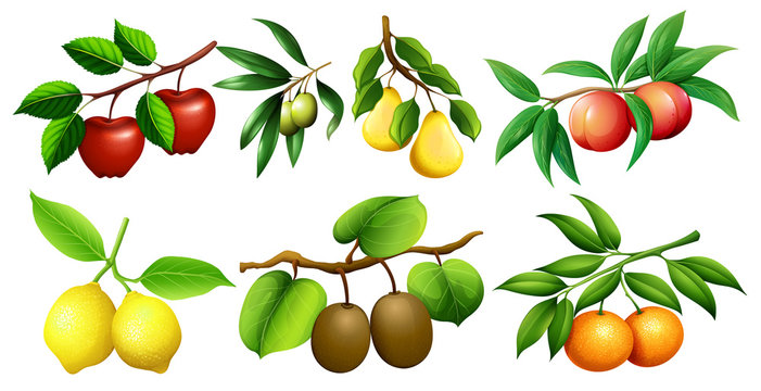 Different kind of fruits on branches