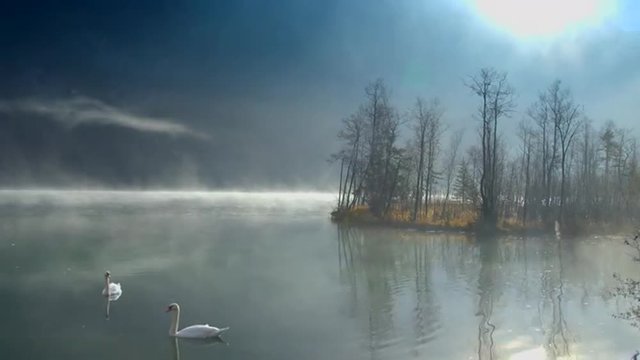 Zwei Schwäne schwimmen auf einem See, durchzogen von Nebelschwaden.