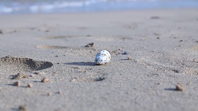 Egypt, Hurghada, small crab sand beach runs along the Red Sea