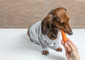 Red dachshund dog with gray shirt