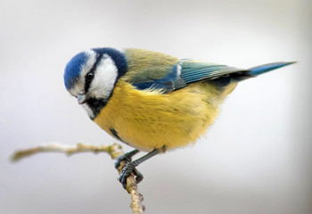 лазоревка сидит на ветке