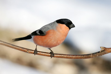 молодой снегирь на ветке дерева