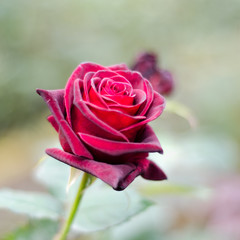 red rose