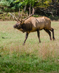 Elk Running to Challenge another bull