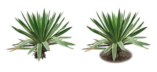 Yucca/Two isolated images of an evergreen plant: with ground and without ground. - obrazy, fototapety, plakaty