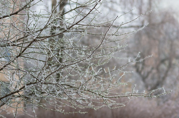 White wintry hoarfrost background