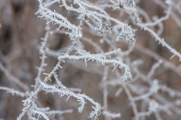 White wintry hoarfrost background