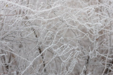 White wintry hoarfrost background
