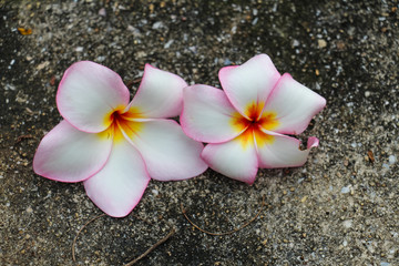 Obraz na płótnie Canvas Plumeria flower.