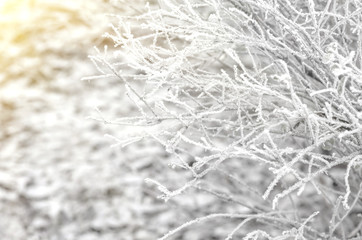 White wintry hoarfrost background