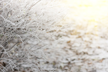 White wintry hoarfrost background