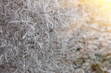 White wintry hoarfrost background