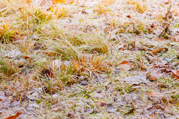 hoarfrost in the winter
