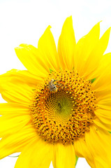 Fototapeta premium Sunflower and bumblebee on white background