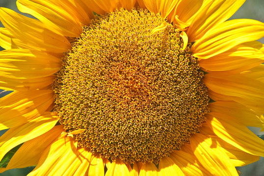 The inflorescence of a Sunflower close up