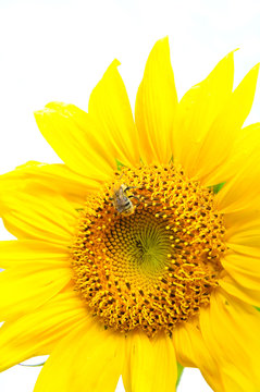 Sunflower and bumblebee on white background