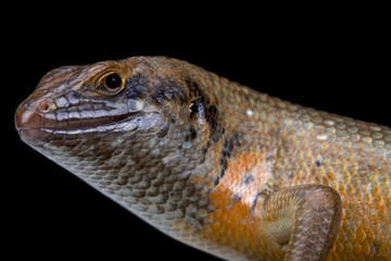 Kenyan zebra skink (Trachylepis dichroma) male