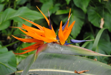 Obraz premium eine Strelitzie